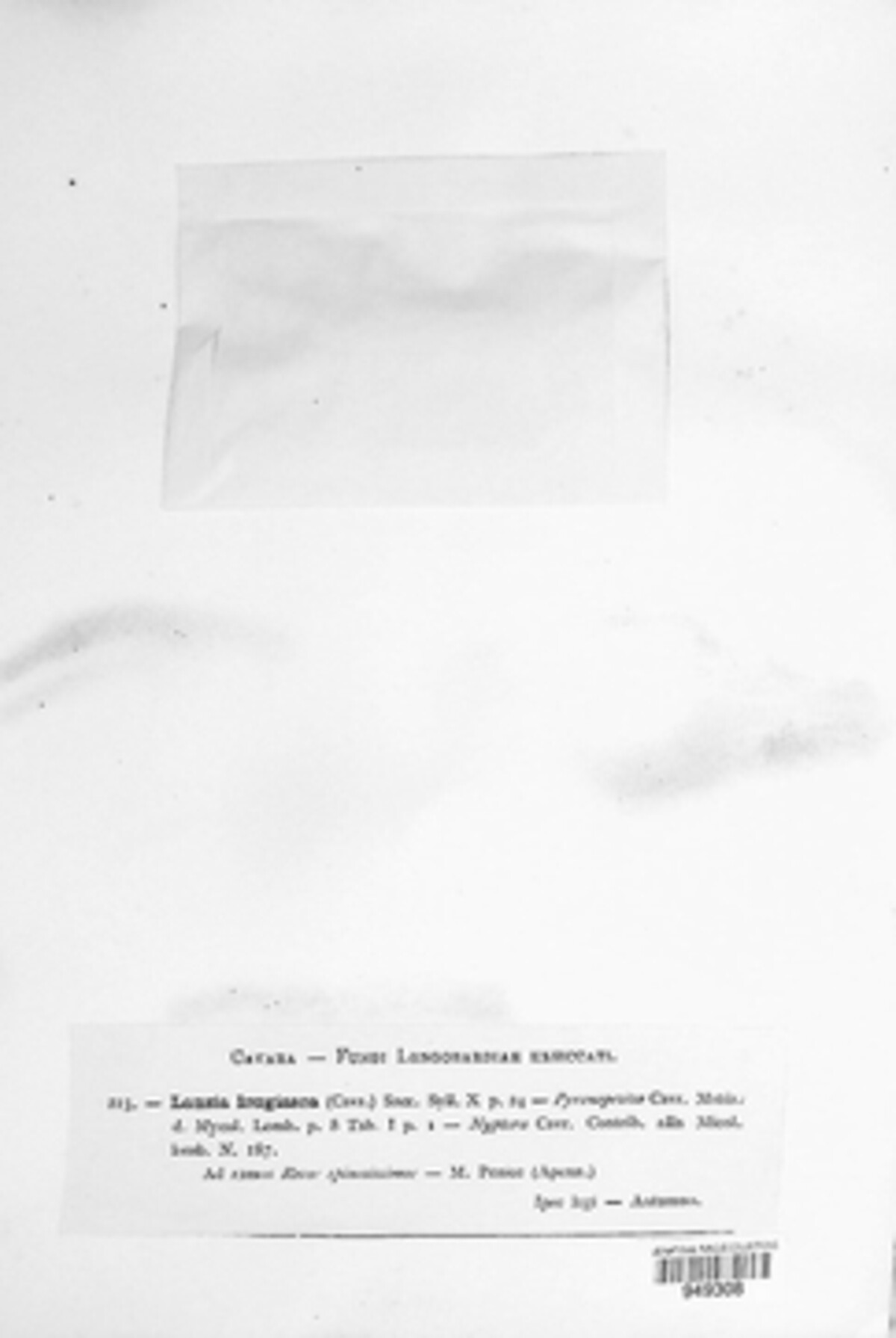 Rutstroemia longiasca image